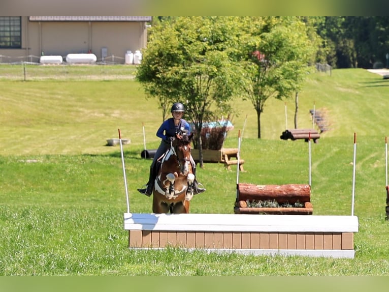 Friesian horses Gelding 4 years Pinto in Gap