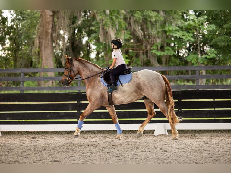 Friesian horses Mix Gelding 4 years Roan-Red in Ocala