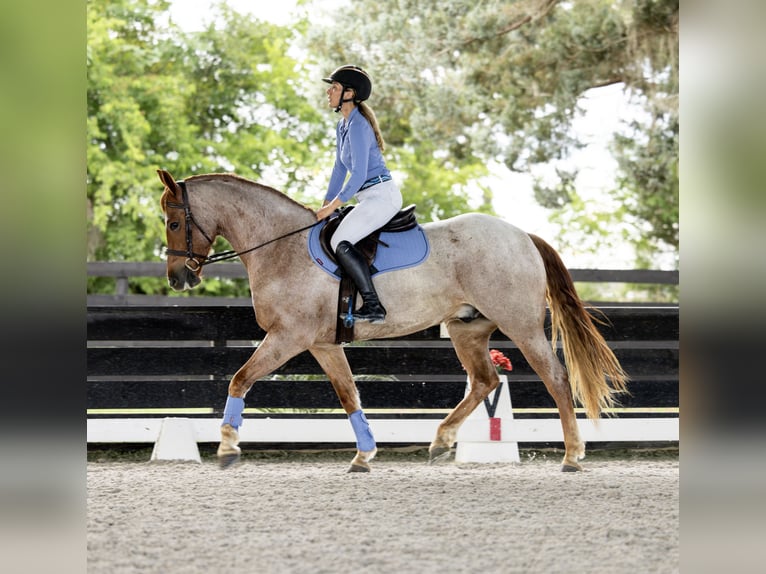 Friesian horses Mix Gelding 4 years Roan-Red in Ocala