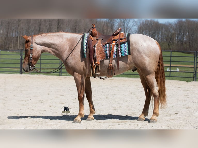 Friesian horses Mix Gelding 4 years Roan-Red in Fredericksburg, OH