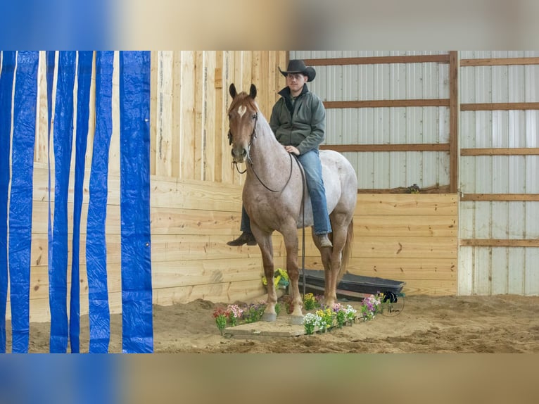 Friesian horses Mix Gelding 4 years Roan-Red in Fredericksburg, OH