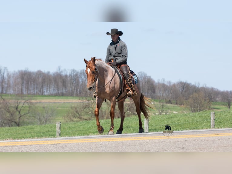 Friesian horses Mix Gelding 4 years Roan-Red in Fredericksburg, OH