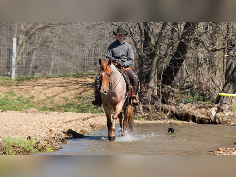 Friesian horses Mix Gelding 4 years Roan-Red in Fredericksburg, OH