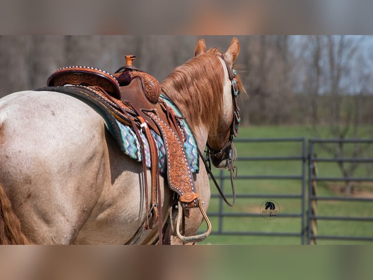Friesian horses Mix Gelding 4 years Roan-Red in Fredericksburg, OH