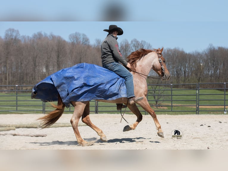 Friesian horses Mix Gelding 4 years Roan-Red in Fredericksburg, OH