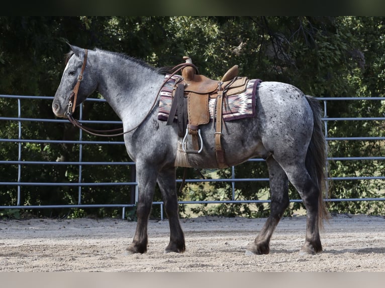 Friesian horses Mix Gelding 5 years 13,3 hh in Purdy, MO