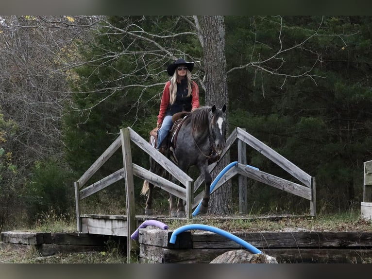 Friesian horses Mix Gelding 5 years 13,3 hh in Purdy, MO