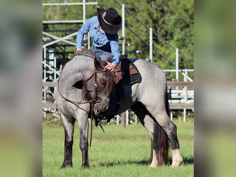 Friesian horses Gelding 5 years 14,1 hh Roan-Blue in Mims FL