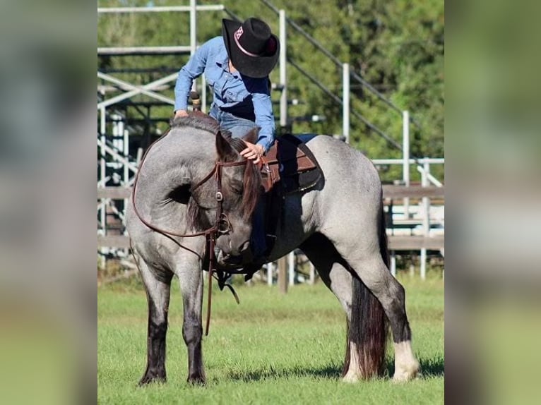 Friesian horses Gelding 5 years 14,1 hh Roan-Blue in Mims, FL