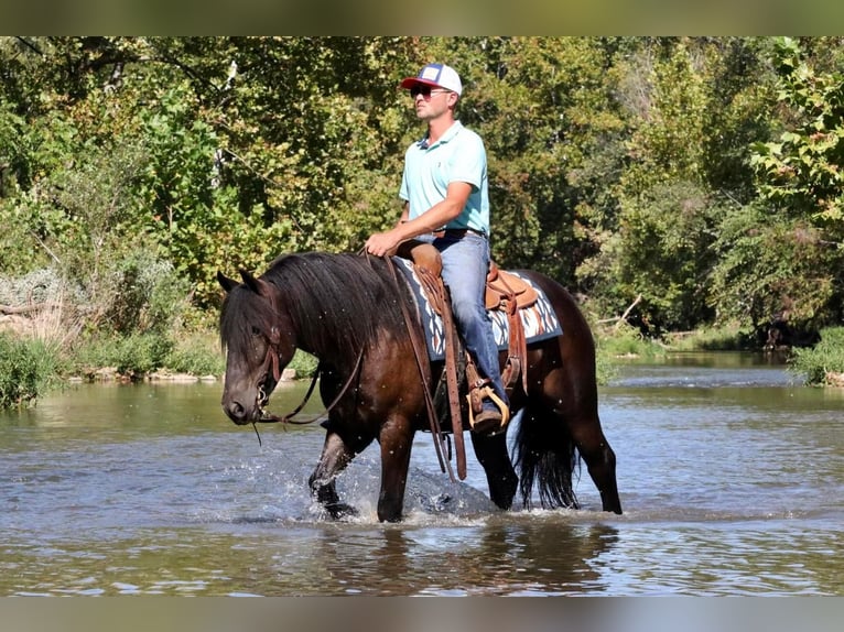 Friesian horses Mix Gelding 5 years 14,2 hh Black in Mount Vernon