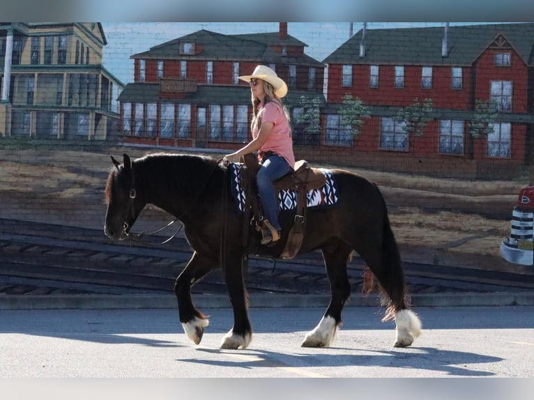 Friesian horses Mix Gelding 5 years 14,2 hh Black in Mount Vernon