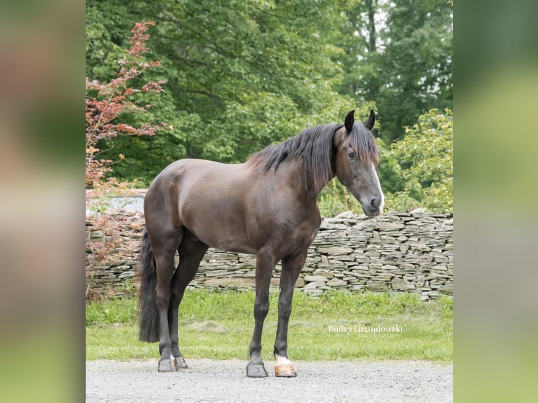 Friesian horses Gelding 5 years 14,2 hh Black in Everett PA