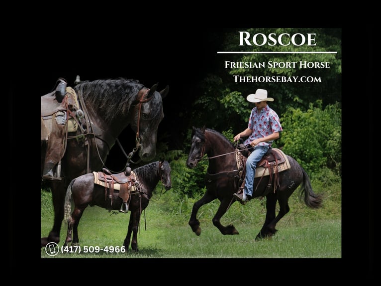 Friesian horses Mix Gelding 5 years 14,2 hh Roan-Blue in Tompkinsville, KY