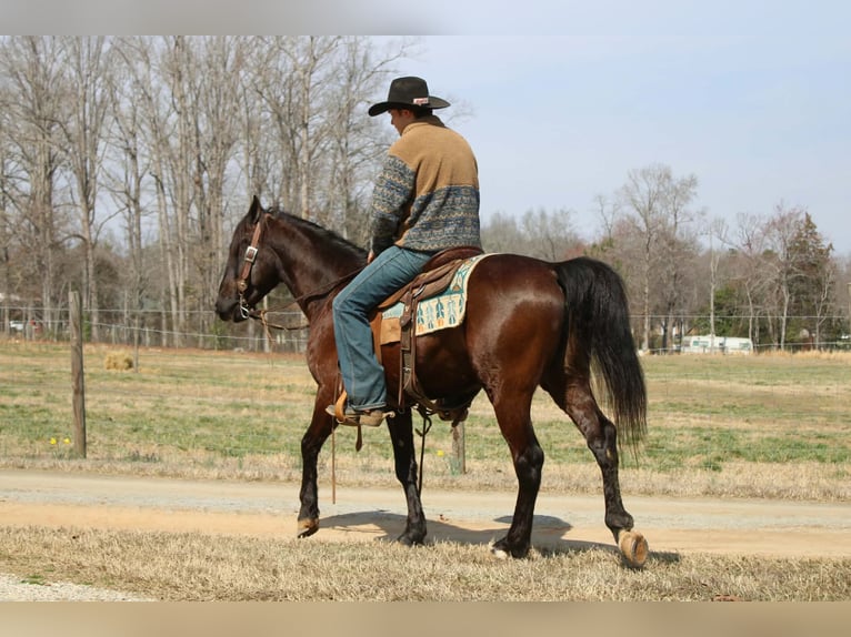 Friesian horses Gelding 5 years 14.3 hh Bay in Cherryville