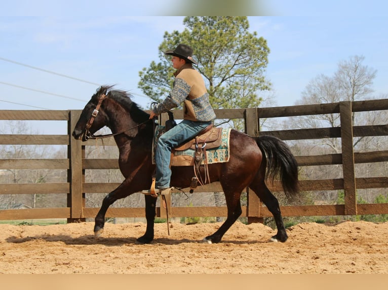 Friesian horses Gelding 5 years 14.3 hh Bay in Cherryville