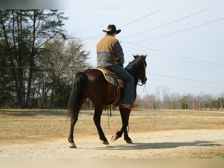 Friesian horses Gelding 5 years 14.3 hh Bay in Cherryville