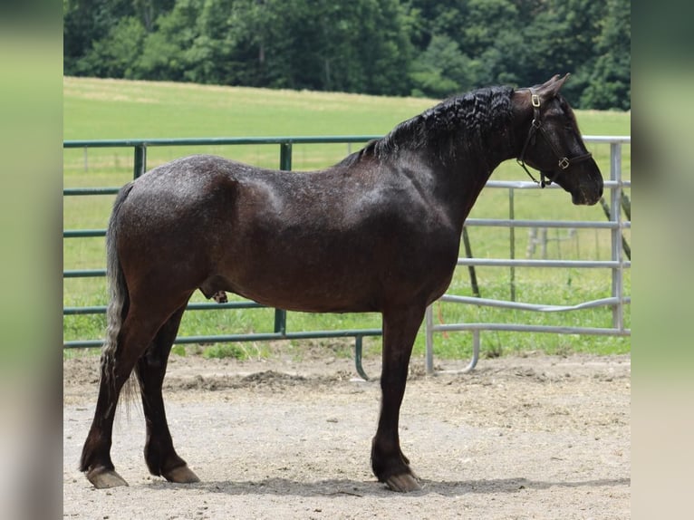 Friesian horses Gelding 5 years 14,3 hh Black in Tompkinsville Ky