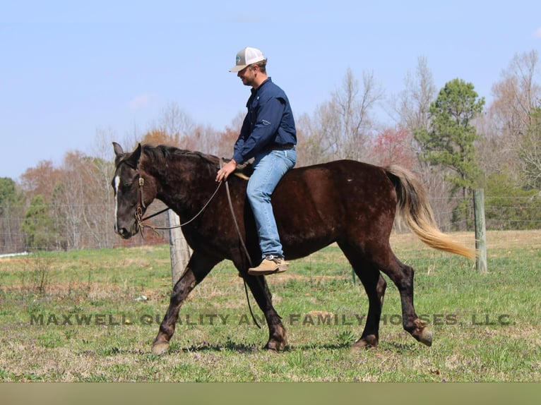Friesian horses Gelding 5 years 14.3 hh Brown in Cherryville NC