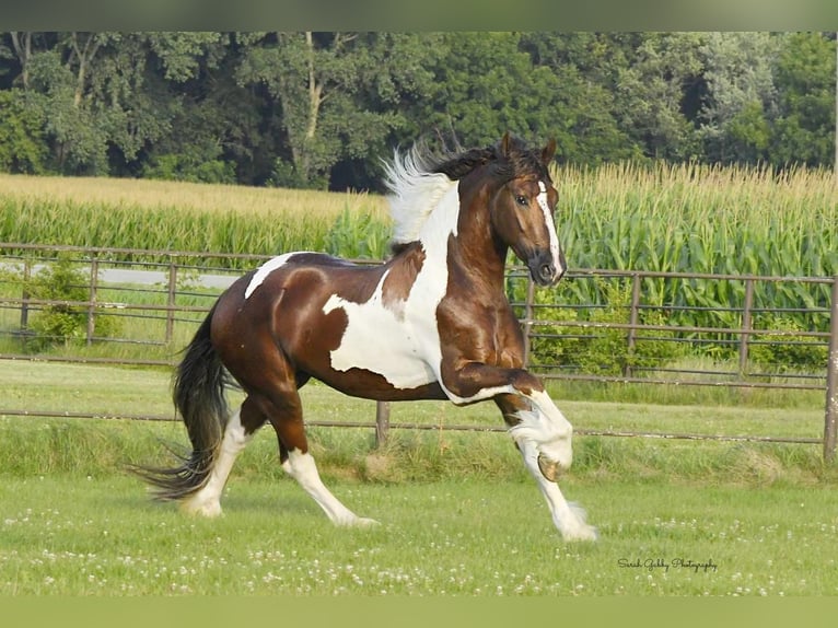 Friesian horses Mix Gelding 5 years 14,3 hh Chestnut in Oelwein, IA