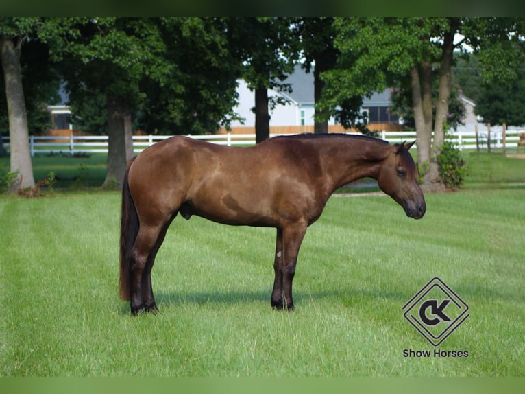 Friesian horses Mix Gelding 5 years 14 hh Black in Selma
