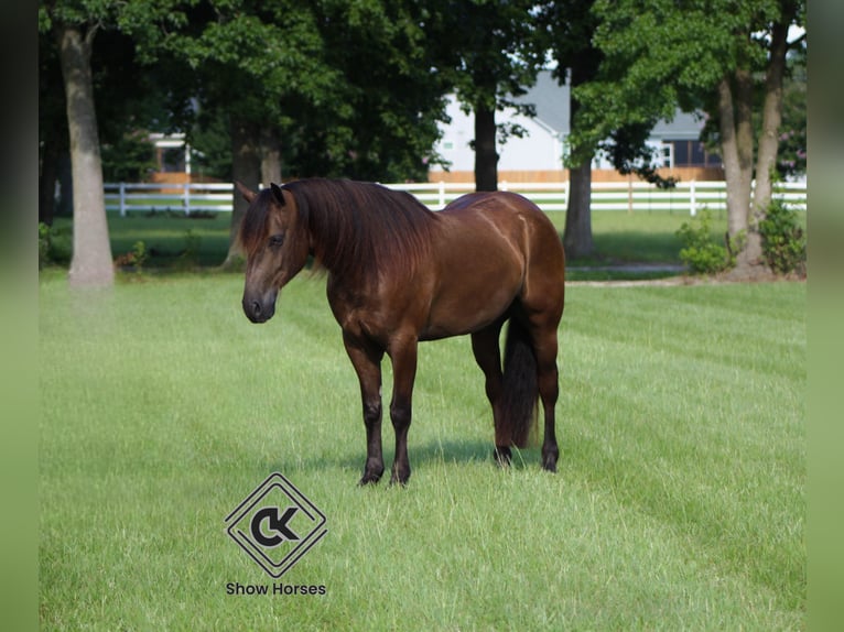 Friesian horses Mix Gelding 5 years 14 hh Black in Selma