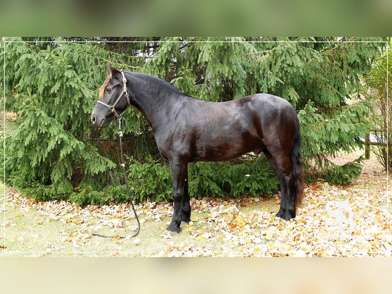 Friesian horses Mix Gelding 5 years 14 hh Black in Shipshewana, IN