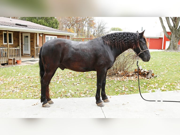 Friesian horses Mix Gelding 5 years 14 hh Black in Shipshewana, IN