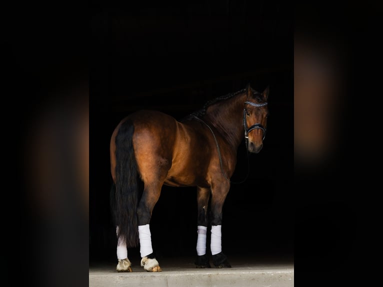 Friesian horses Gelding 5 years 14,3 hh Bay in Ames