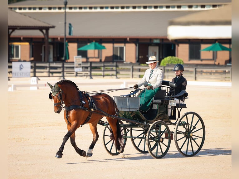 Friesian horses Gelding 5 years 14,3 hh Bay in Ames