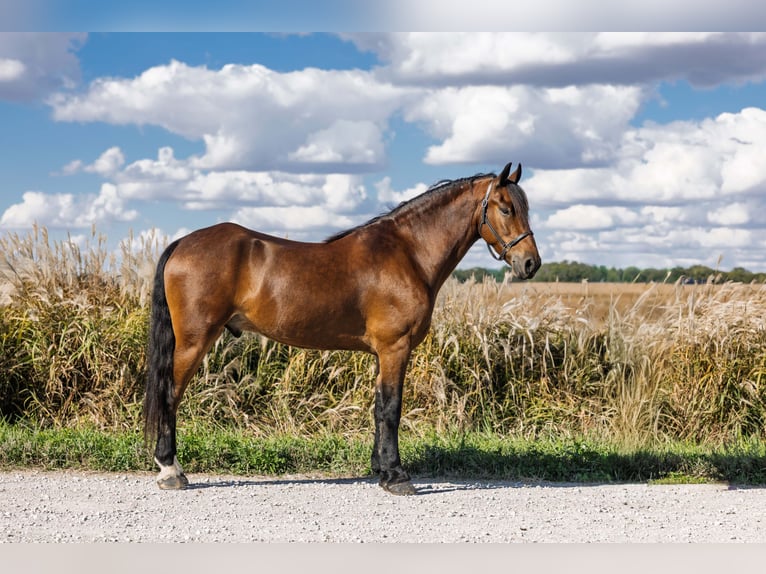 Friesian horses Gelding 5 years 14,3 hh Bay in Ames