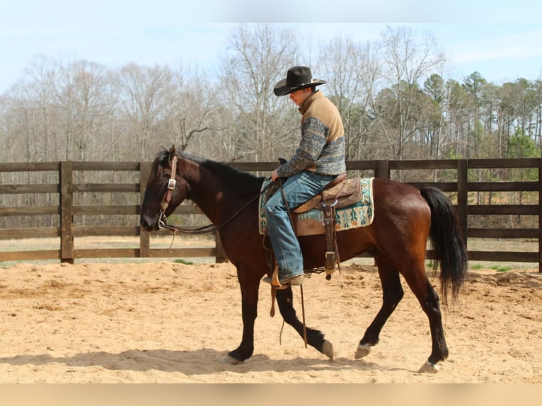 Friesian horses Gelding 5 years 14,3 hh Bay in Cherryville