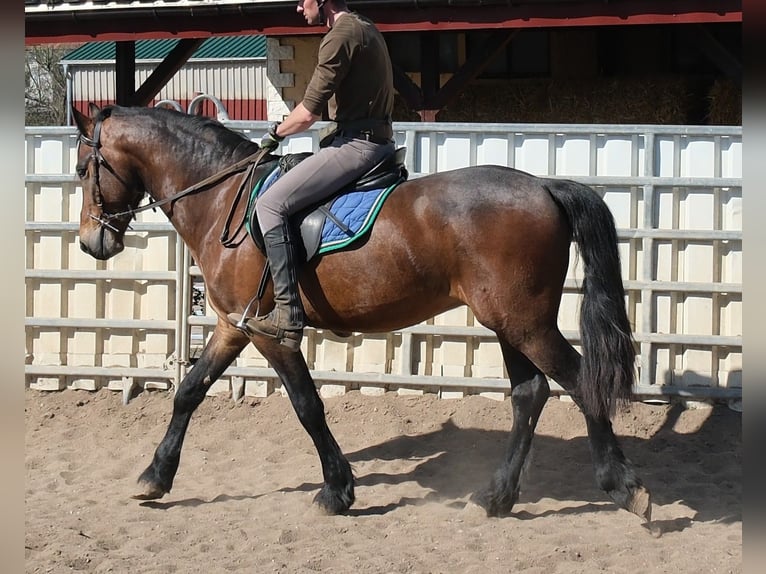 Friesian horses Mix Gelding 5 years 15.1 hh Bay-Dark in Buttstädt