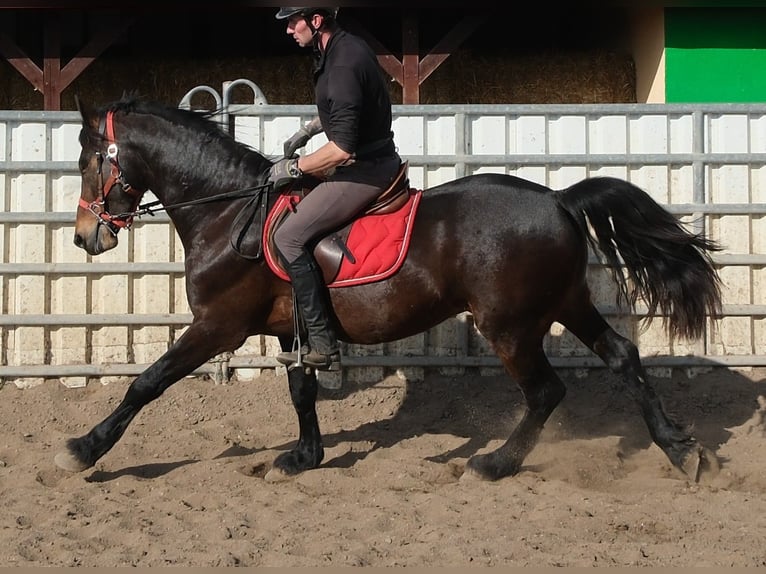 Friesian horses Mix Gelding 5 years 15.1 hh Bay-Dark in Buttstädt