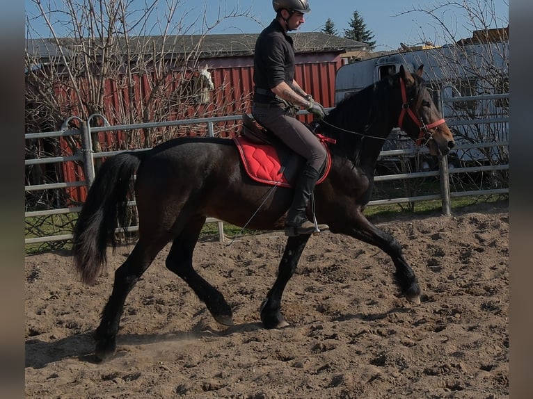 Friesian horses Mix Gelding 5 years 15.1 hh Bay-Dark in Buttstädt