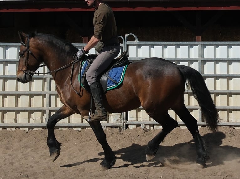 Friesian horses Mix Gelding 5 years 15.1 hh Bay-Dark in Buttstädt
