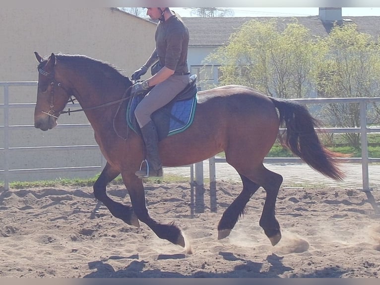 Friesian horses Mix Gelding 5 years 15.1 hh Bay-Dark in Buttstädt