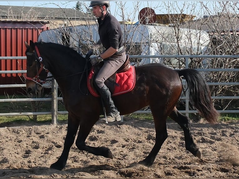 Friesian horses Mix Gelding 5 years 15.1 hh Bay-Dark in Buttstädt