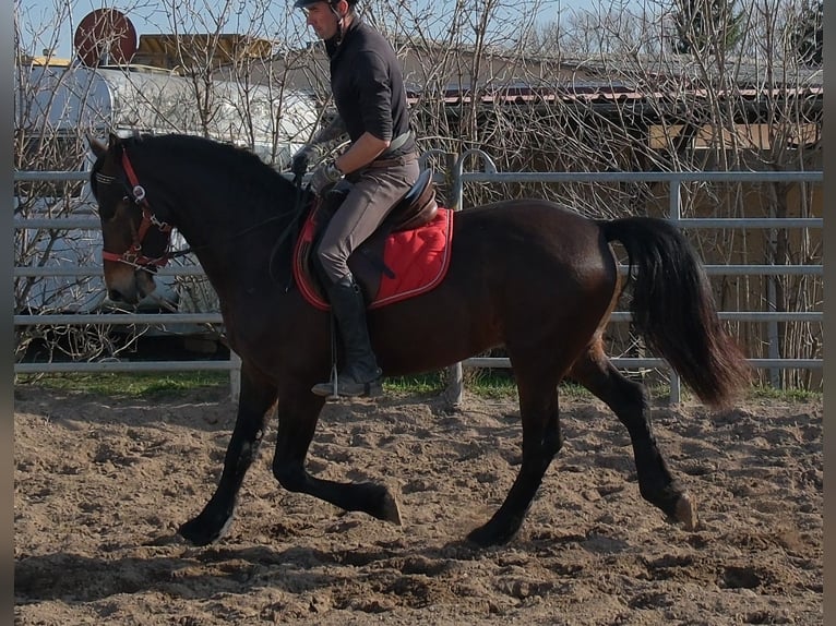 Friesian horses Mix Gelding 5 years 15.1 hh Bay-Dark in Buttstädt