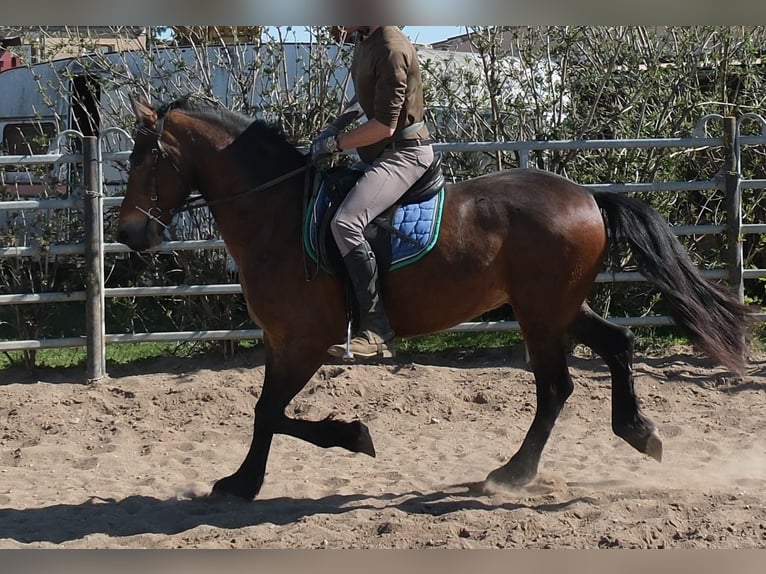 Friesian horses Mix Gelding 5 years 15.1 hh Bay-Dark in Buttstädt