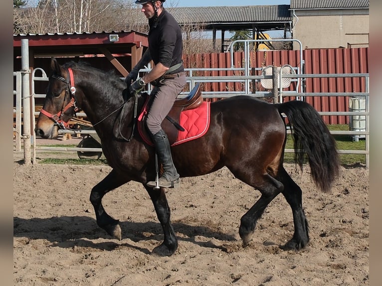 Friesian horses Mix Gelding 5 years 15.1 hh Bay-Dark in Buttstädt