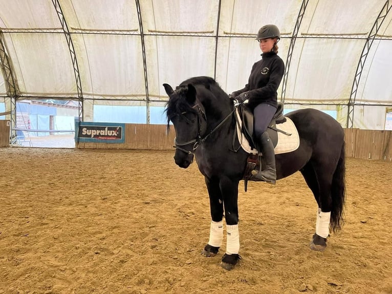 Friesian horses Gelding 5 years 15,1 hh Black in Burgerland