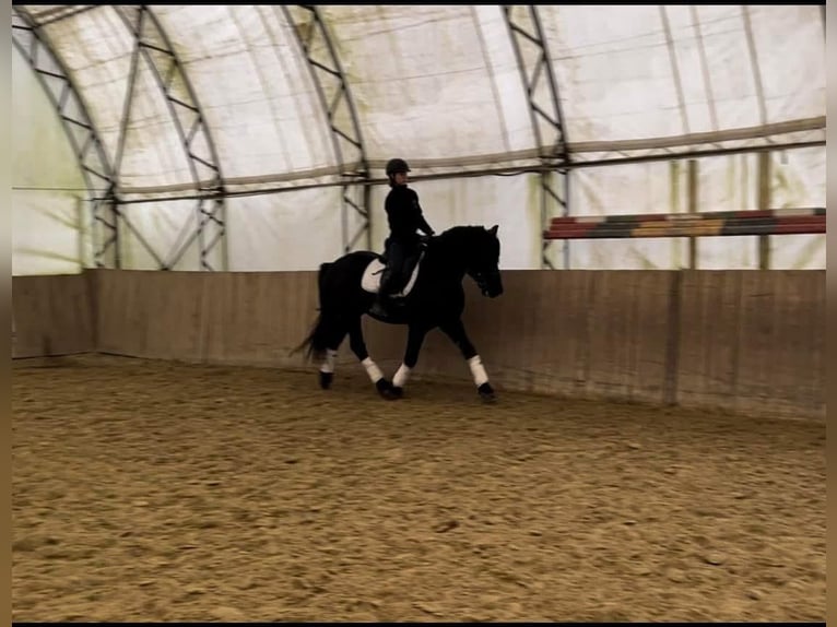 Friesian horses Gelding 5 years 15,1 hh Black in Burgerland