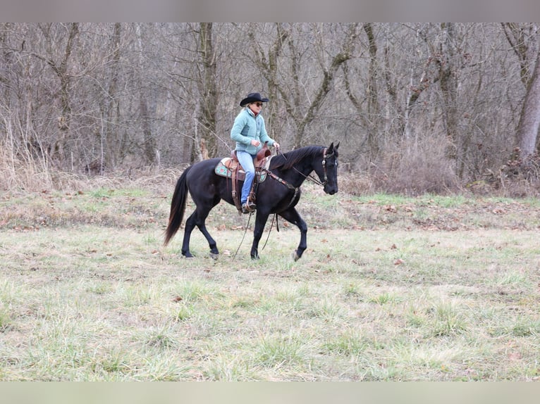Friesian horses Gelding 5 years 15,1 hh Black in Flemmingsburg KY