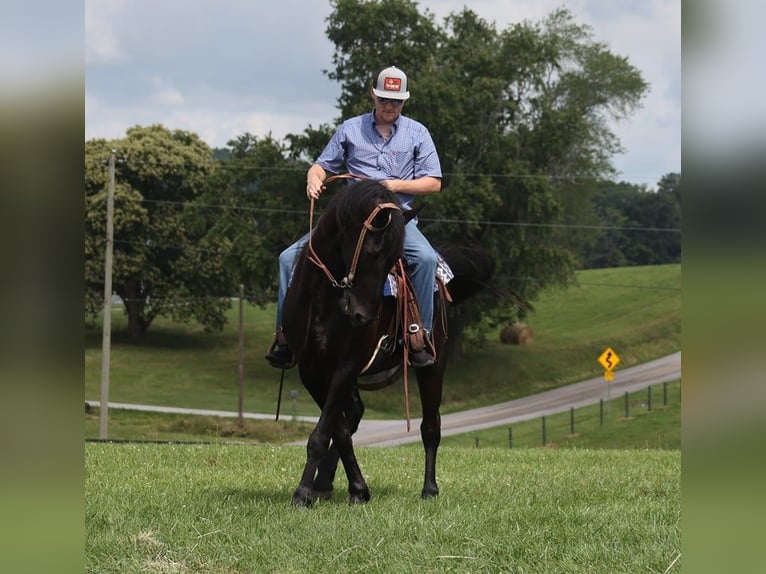 Friesian horses Gelding 5 years 15,1 hh Black in Parkers Lake KY