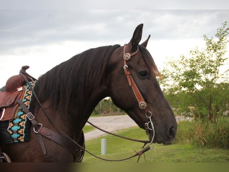 Friesian horses Mix Gelding 5 years 15,1 hh Black in Cambridge, IA