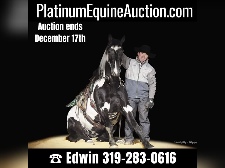 Friesian horses Gelding 5 years 15,1 hh Overo-all-colors in Fairbank IA