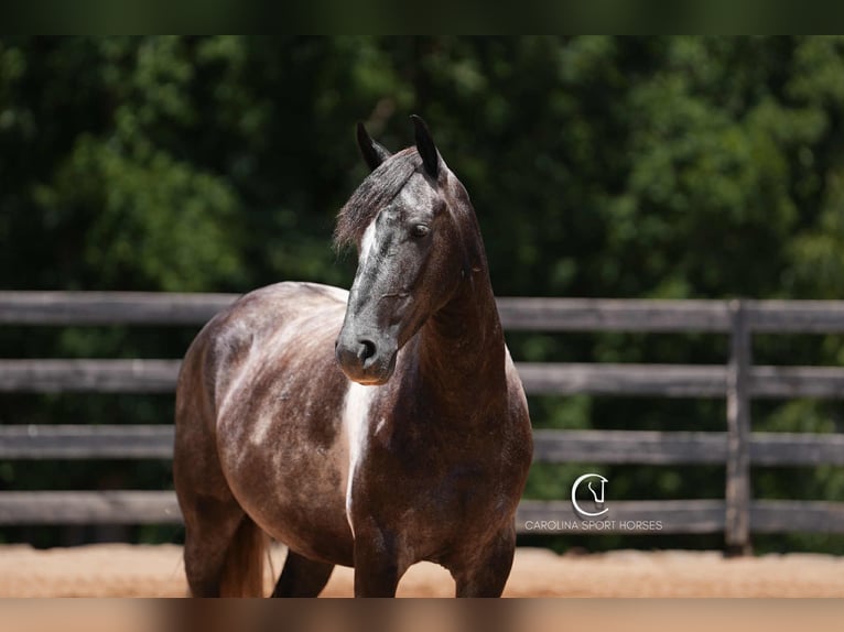 Friesian horses Gelding 5 years 15,1 hh in Clover, SC