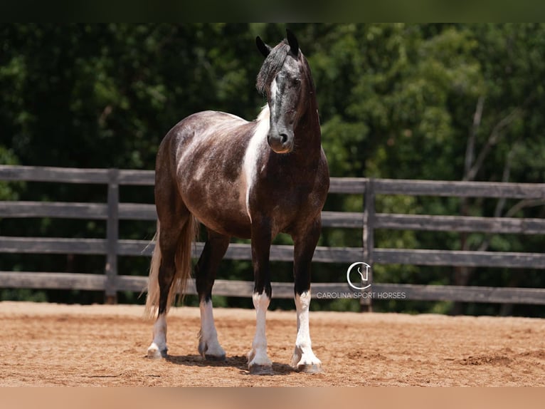 Friesian horses Gelding 5 years 15,1 hh in Clover, SC