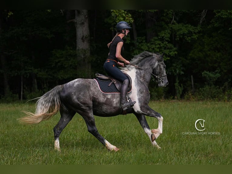 Friesian horses Gelding 5 years 15,1 hh in Clover, SC
