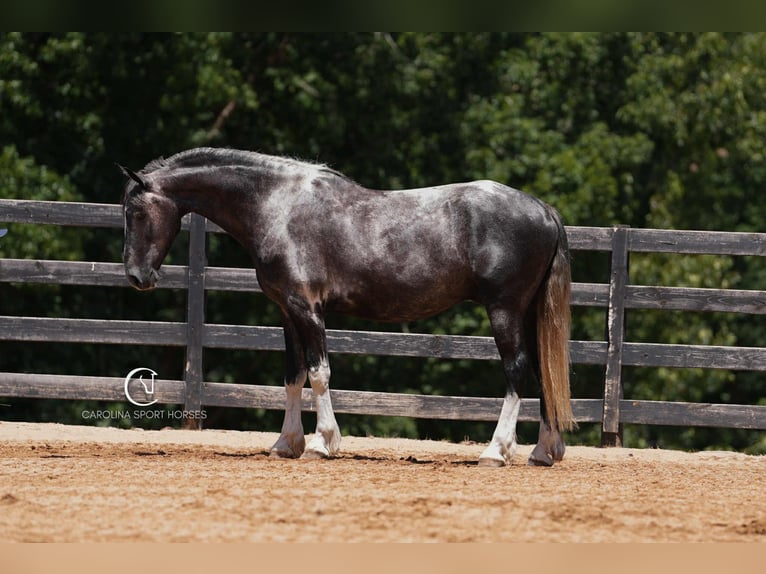 Friesian horses Gelding 5 years 15,1 hh in Clover, SC